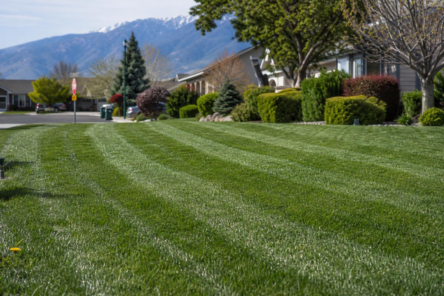 Freshly Striped Lawn